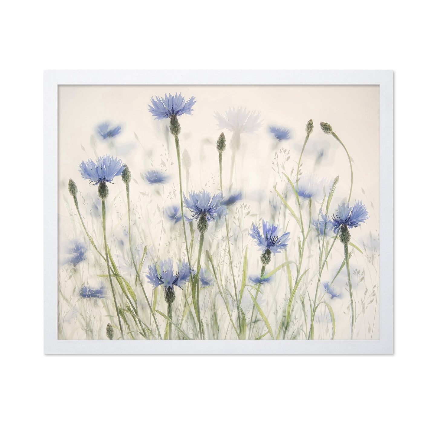 Blue Cornflower Field