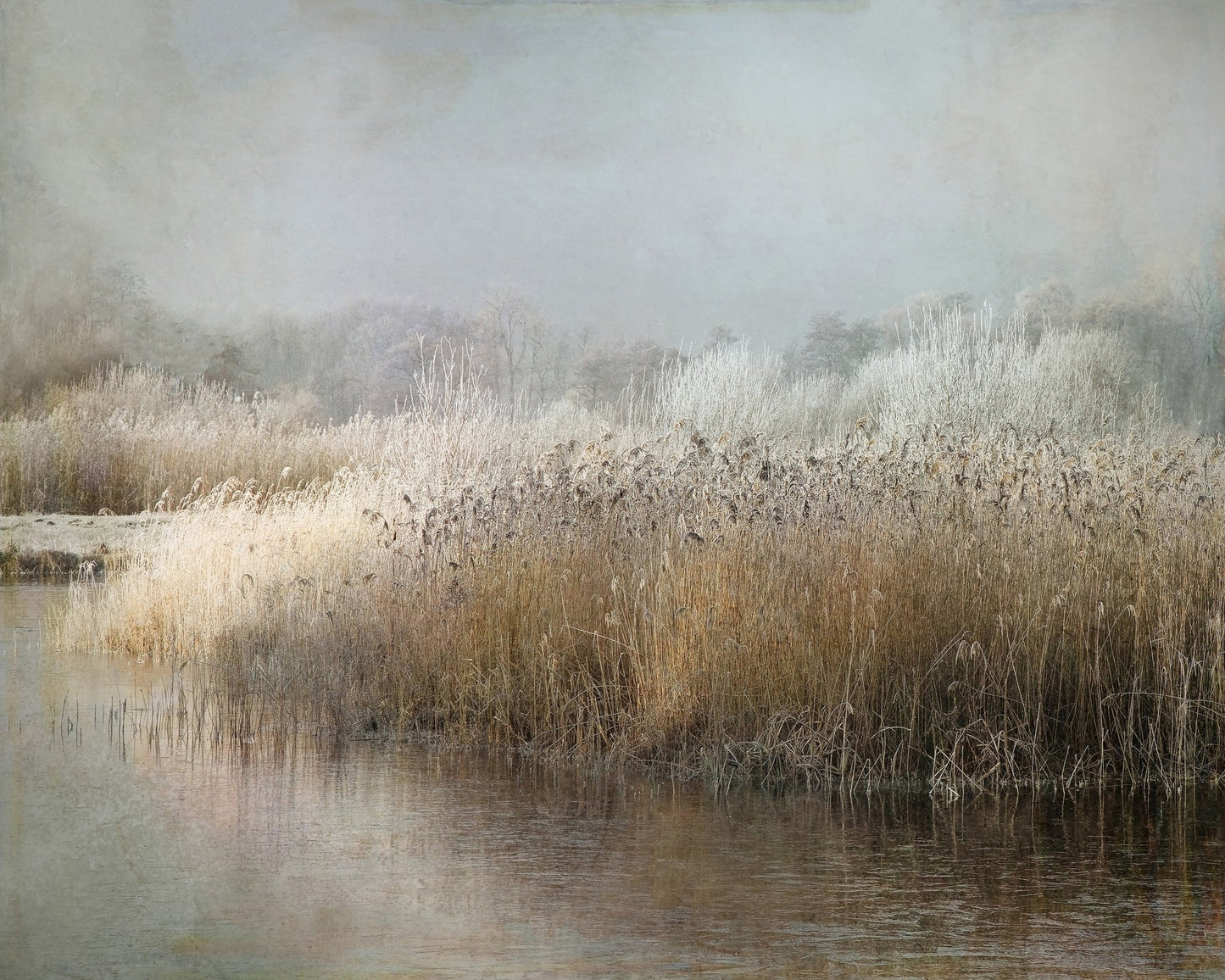 Frosted Winter Marsh