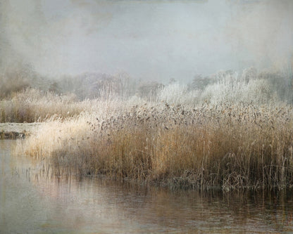 Frosted Winter Marsh
