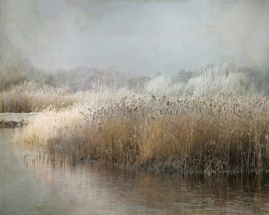 Frosted Winter Marsh
