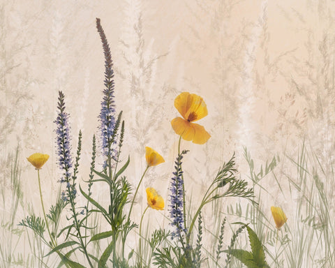 Wildflower Dreamscape