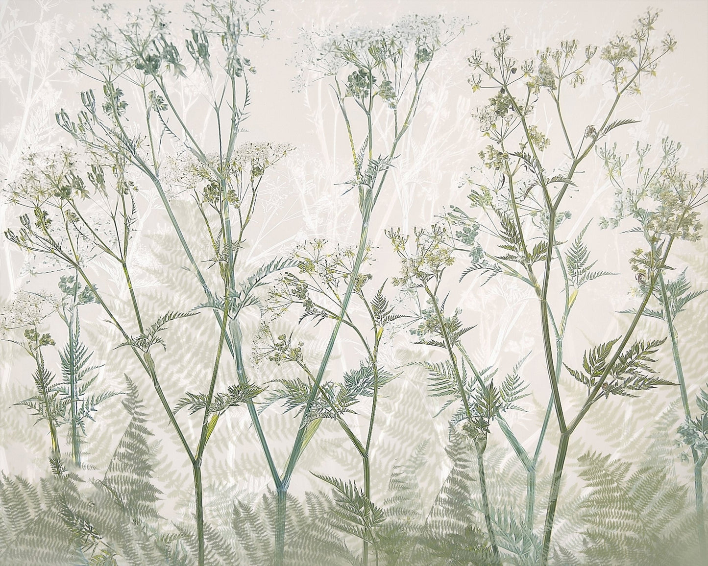 Delicate Cow Parsley