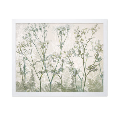 Delicate Cow Parsley