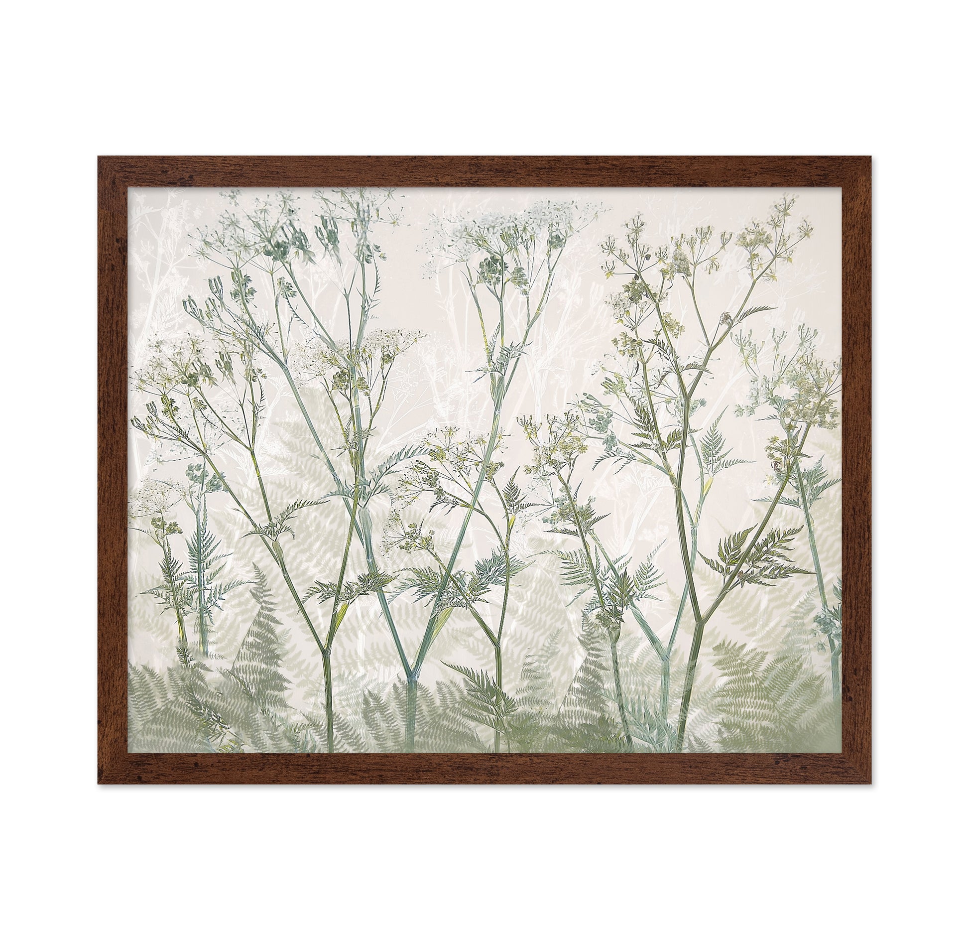 Delicate Cow Parsley