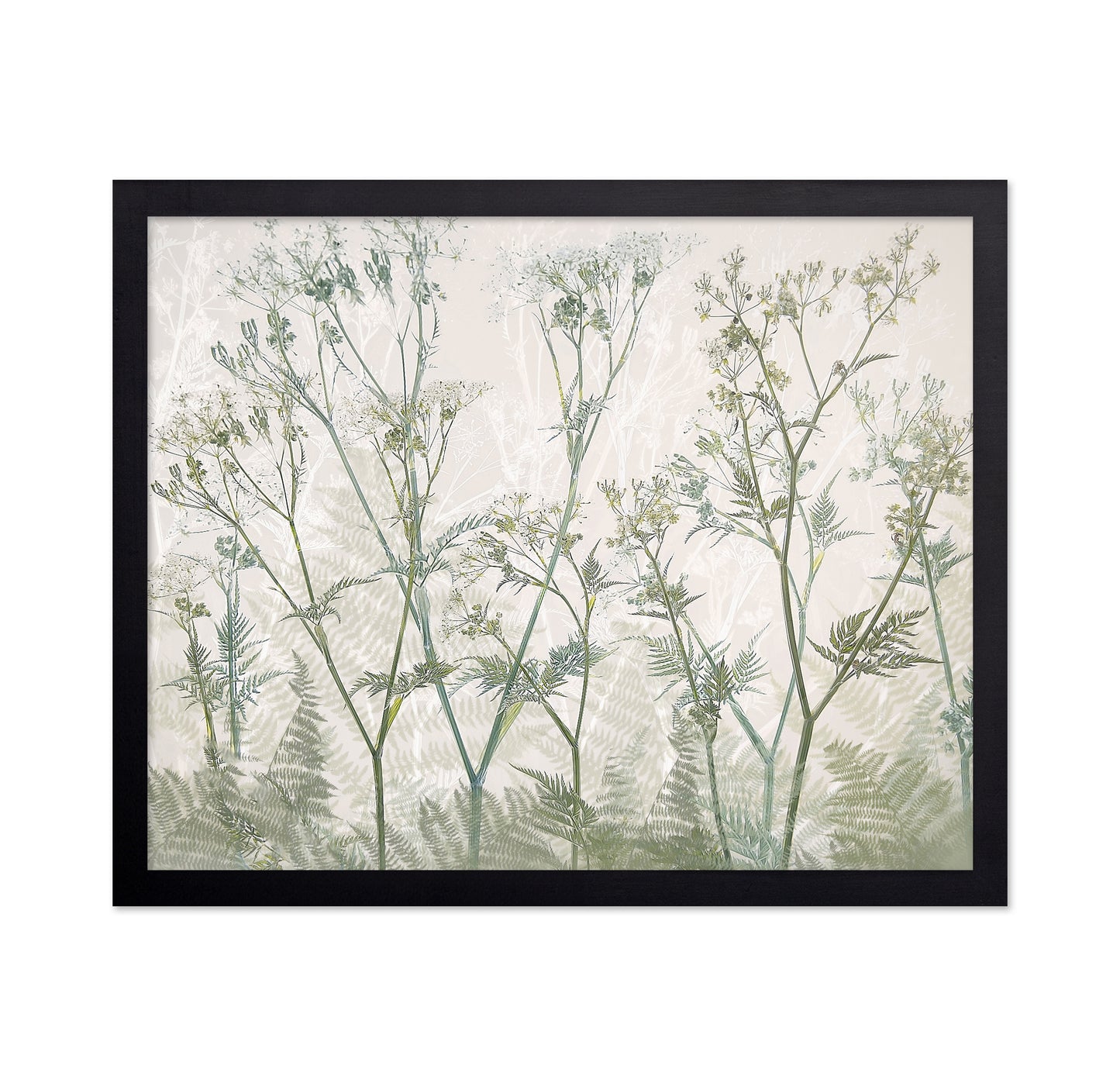 Delicate Cow Parsley