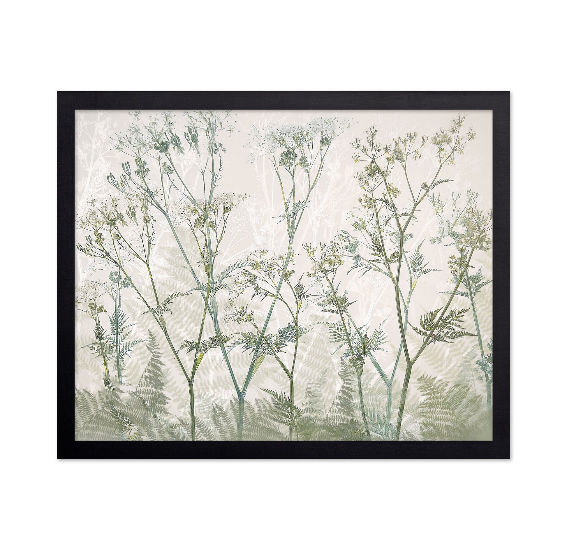 Delicate Cow Parsley