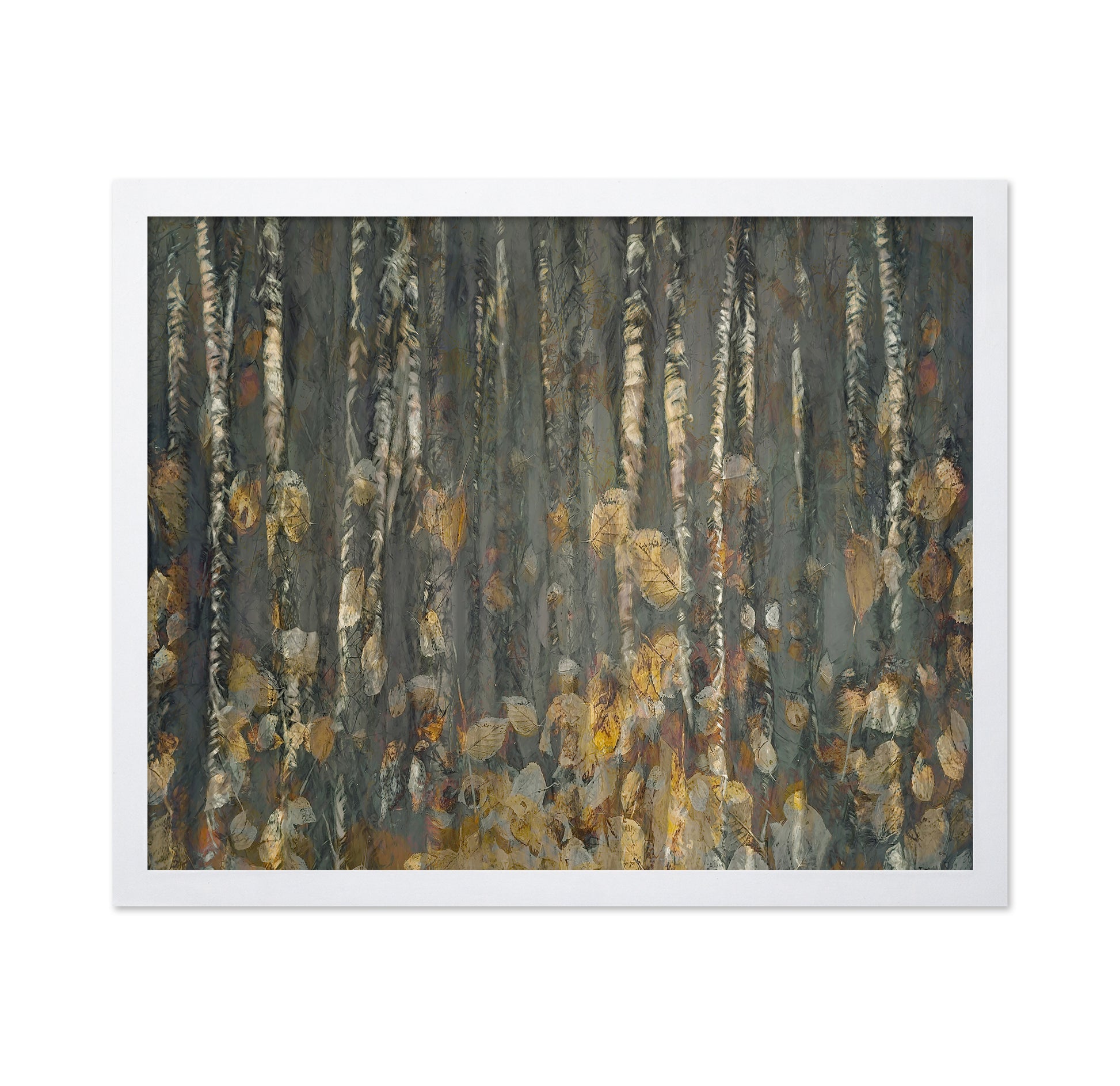 Autumn Birch Forest