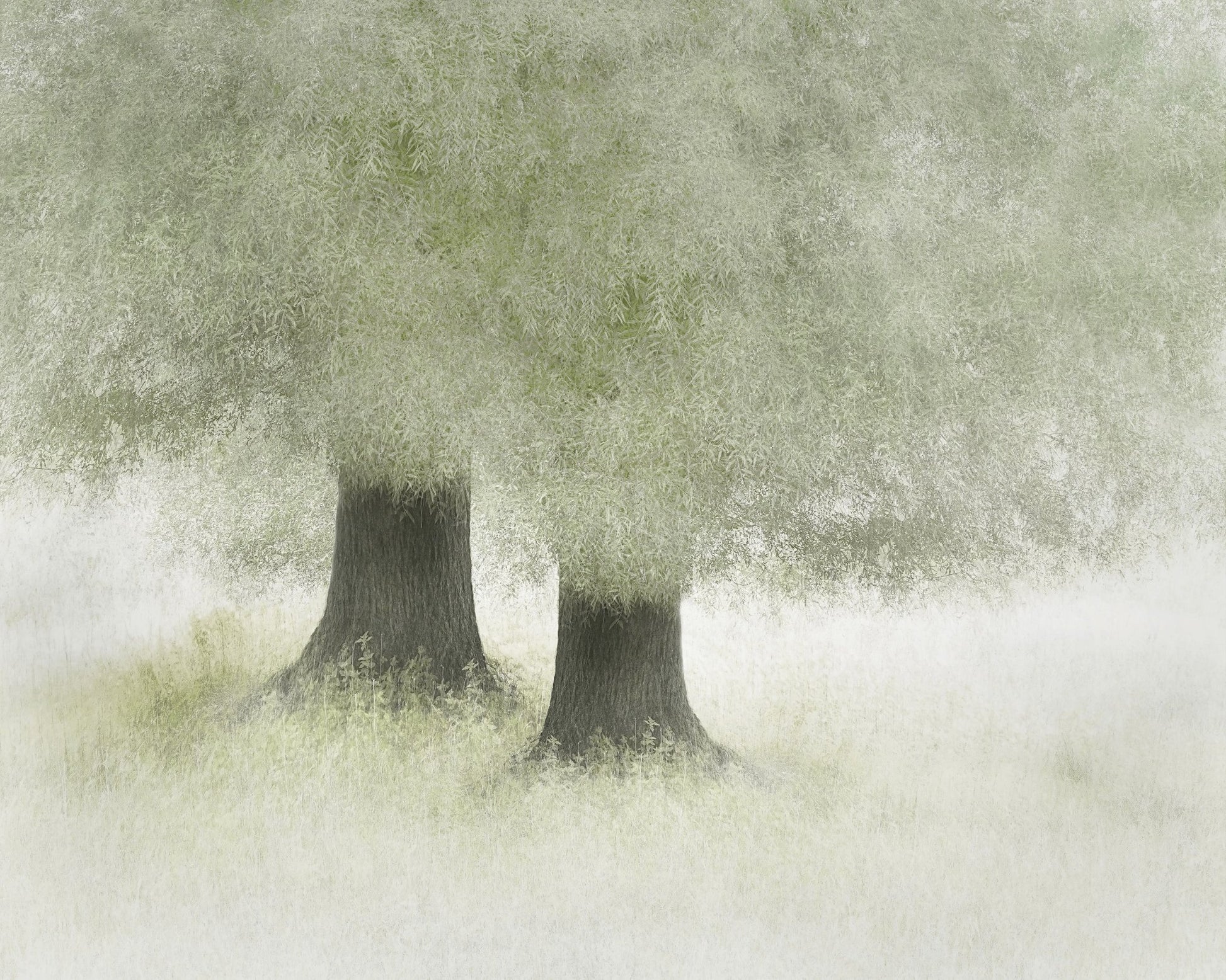 Quiet Forest Companions
