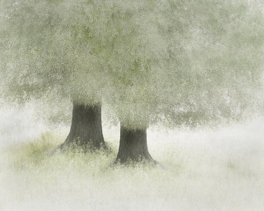 Quiet Forest Companions