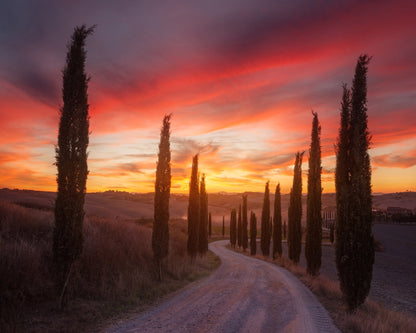 Tuscany Cypress Sunset
