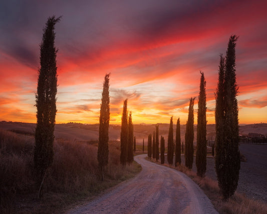 Tuscany Cypress Sunset