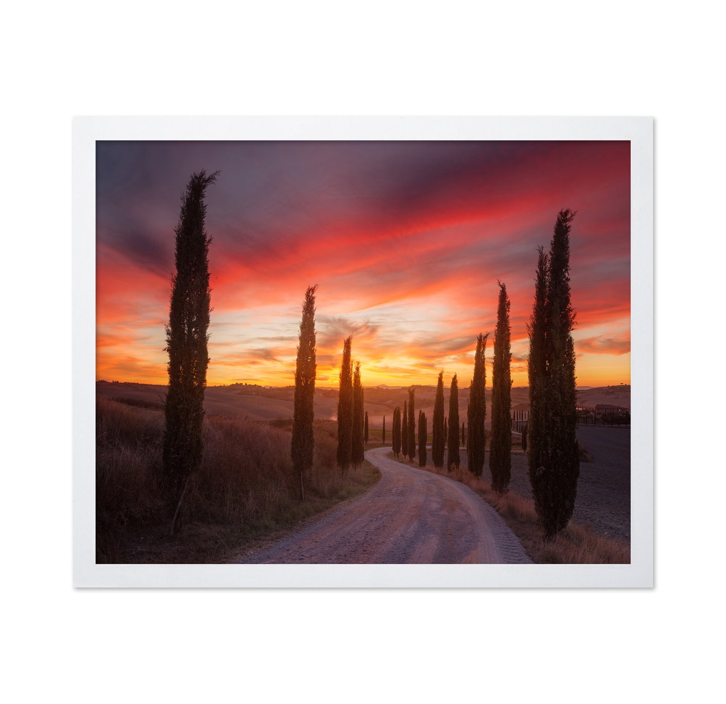 Tuscany Cypress Sunset