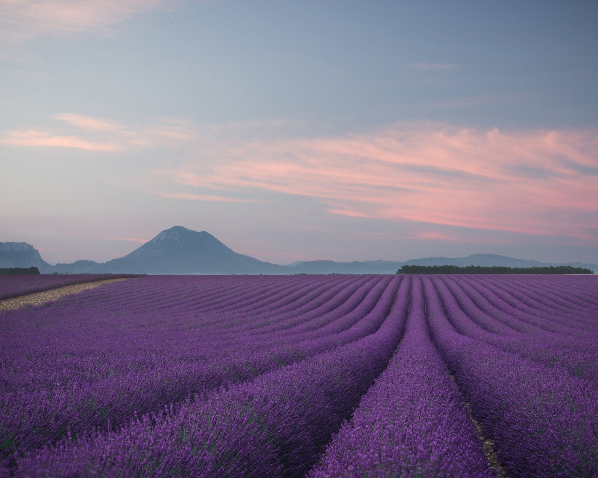 Lavender Fields at Dusk