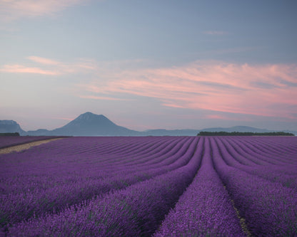 Lavender Fields at Dusk