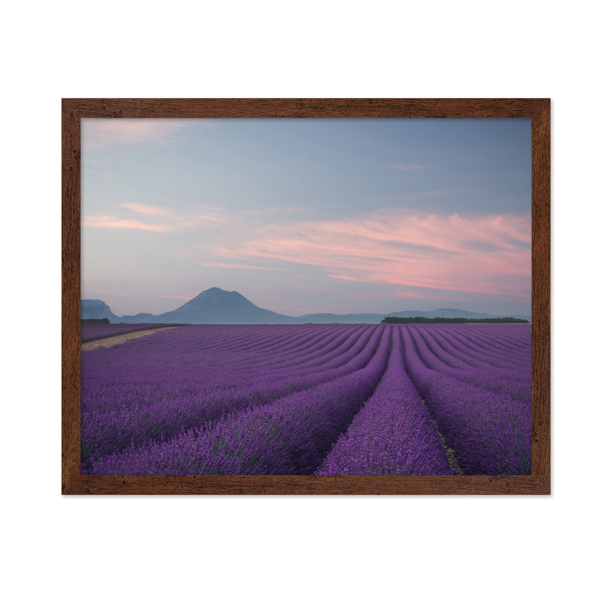 Lavender Fields at Dusk