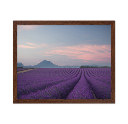 Lavender Fields at Dusk