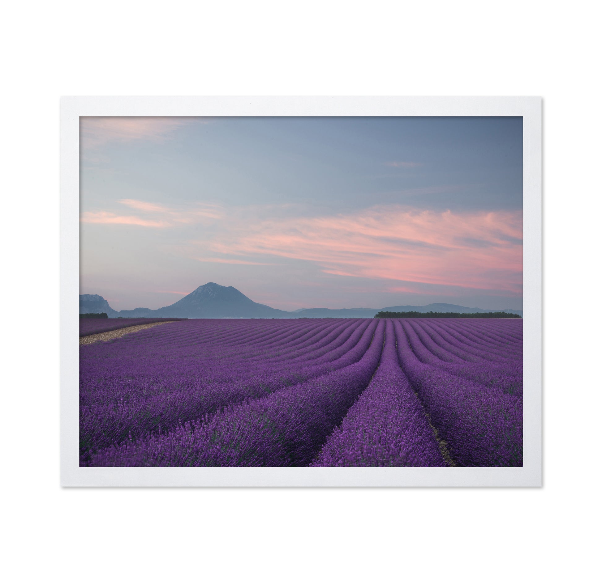 Lavender Fields at Dusk