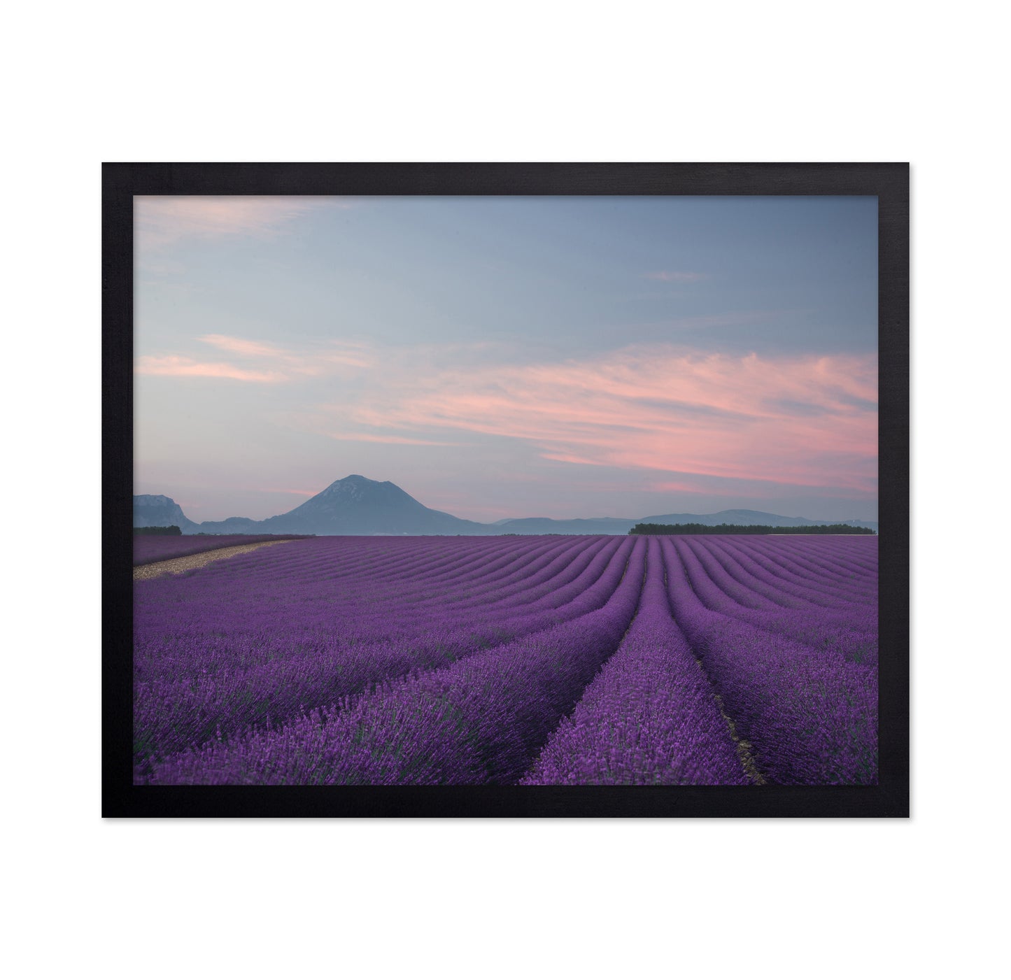 Lavender Fields at Dusk