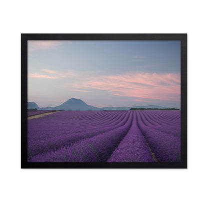 Lavender Fields at Dusk