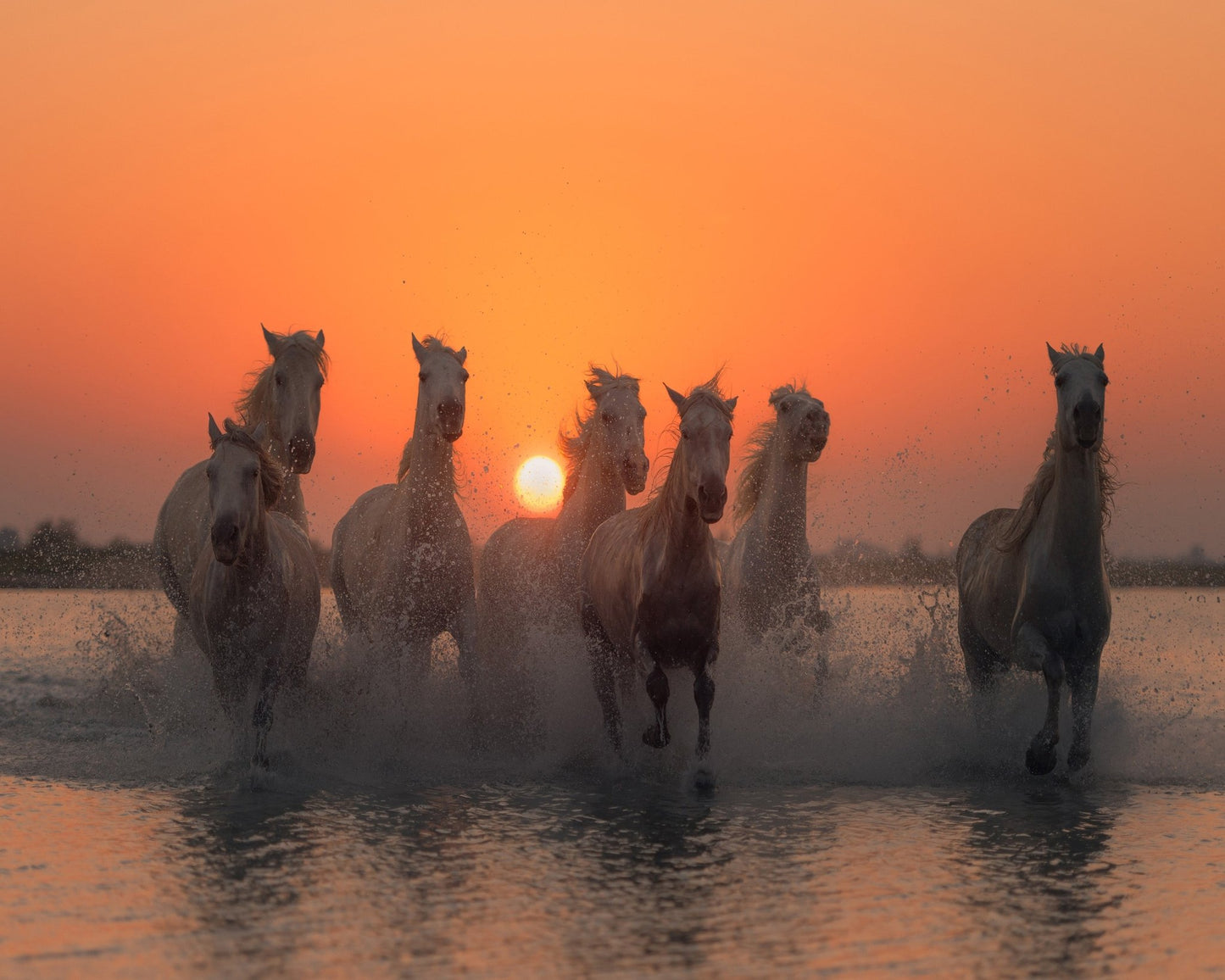 Wild Horses at Sunset