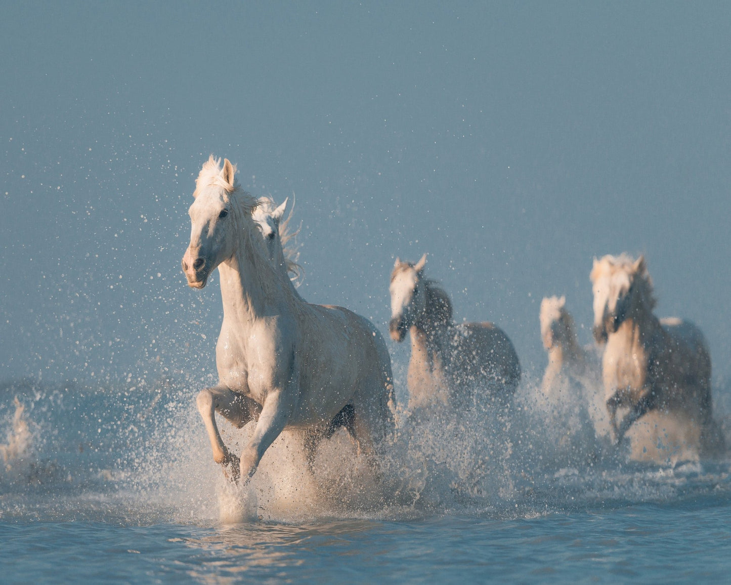 Camargue White Horses