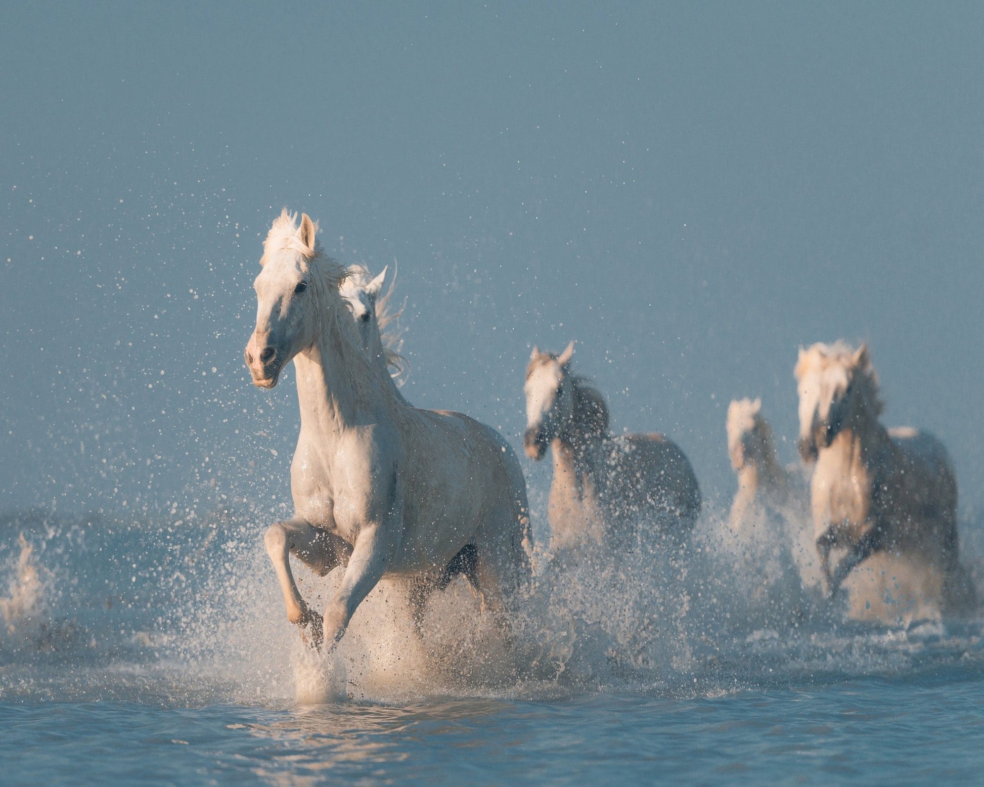 Camargue White Horses