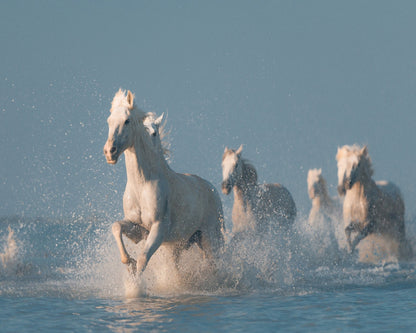 Camargue White Horses