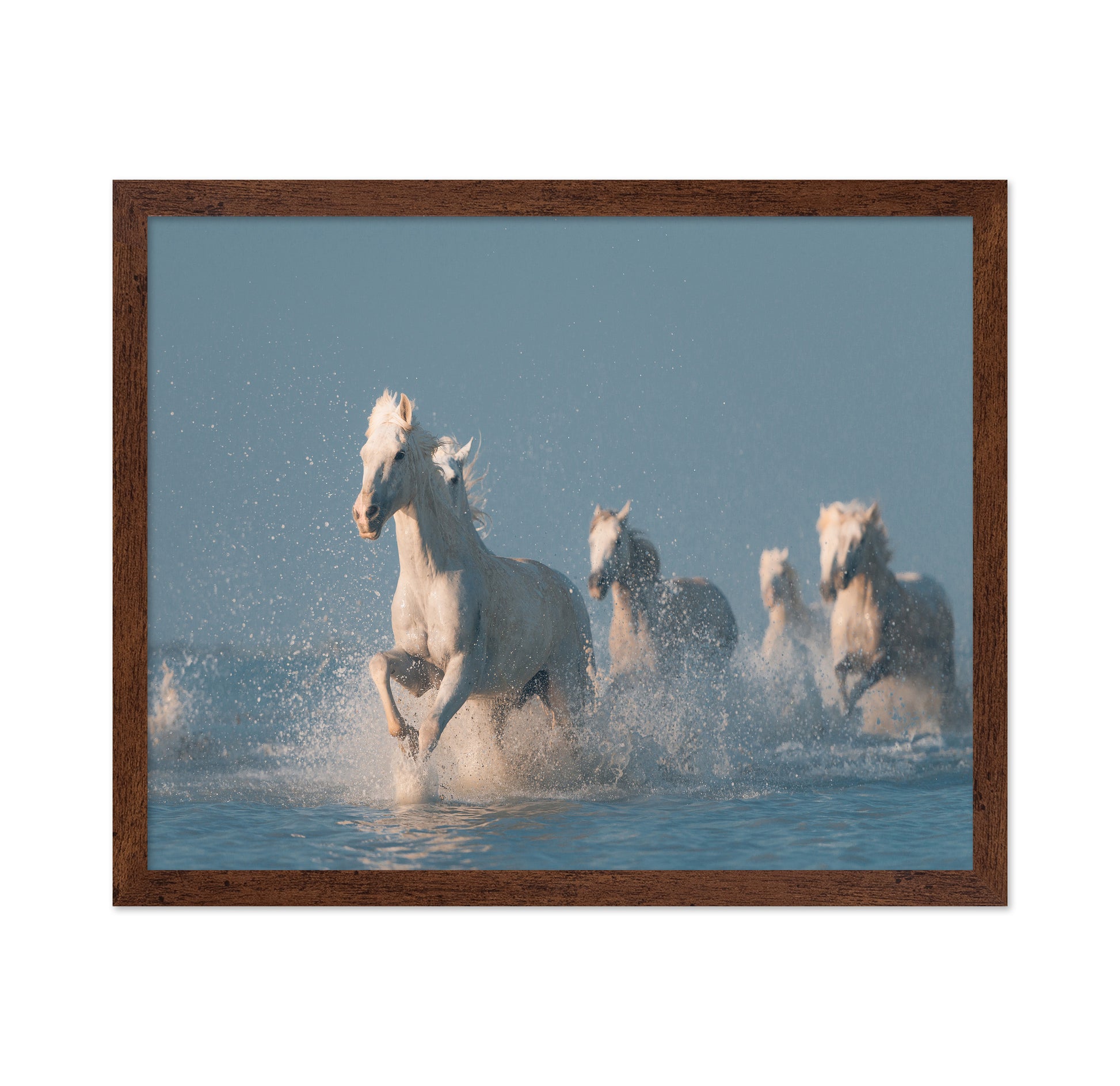 Camargue White Horses