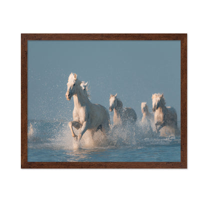 Camargue White Horses