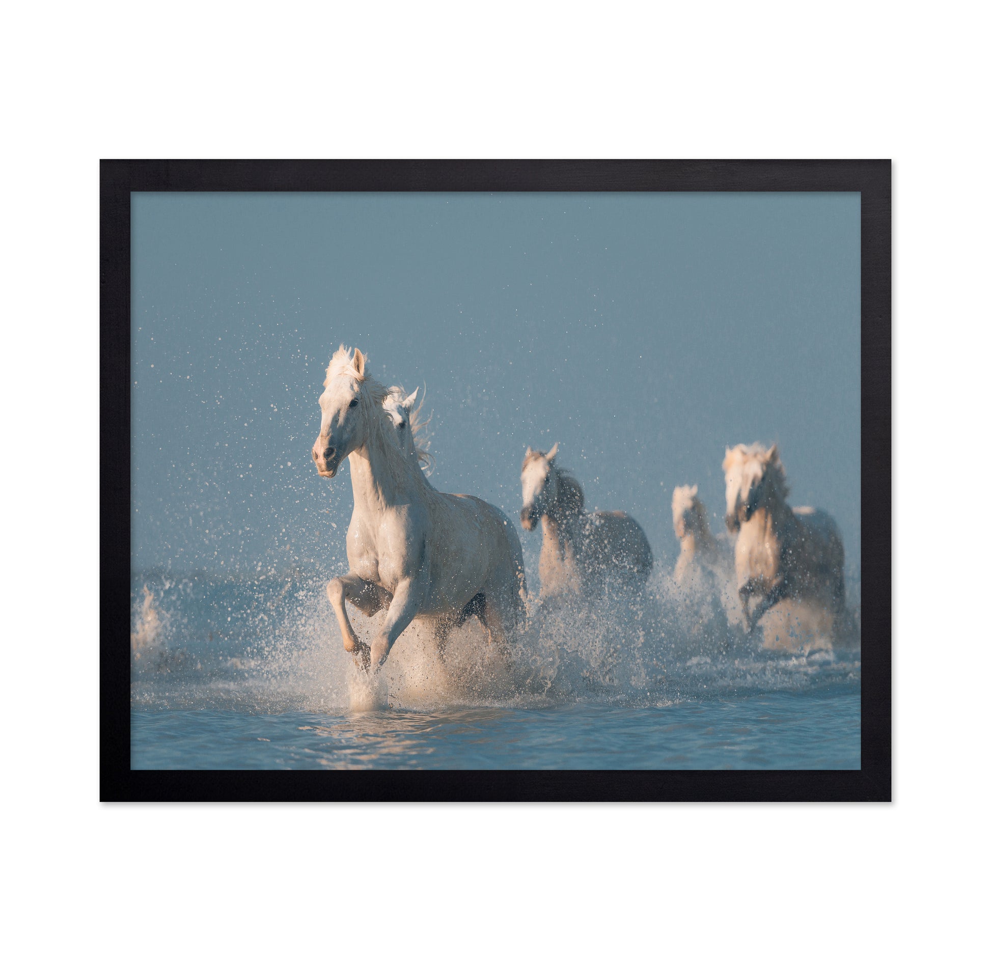 Camargue White Horses