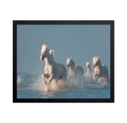 Camargue White Horses