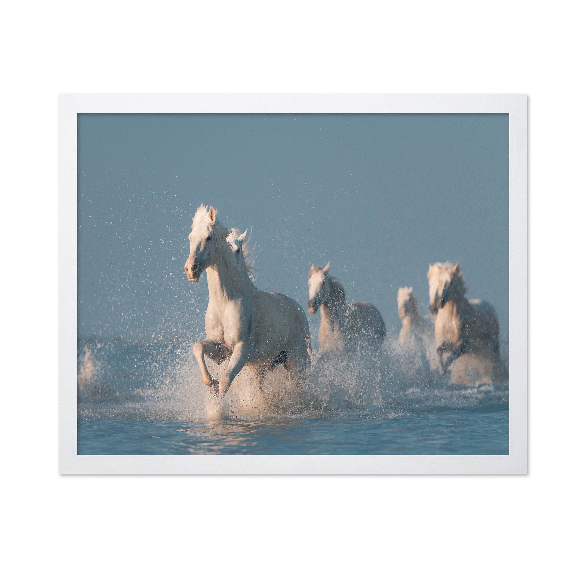 Camargue White Horses