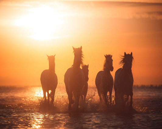 Sunset Horse Run