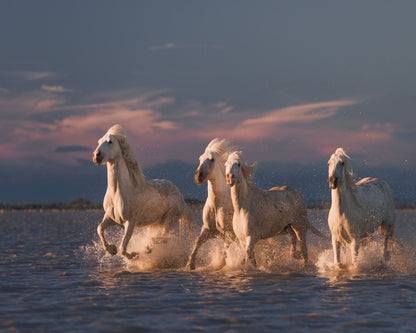 White Horses Run