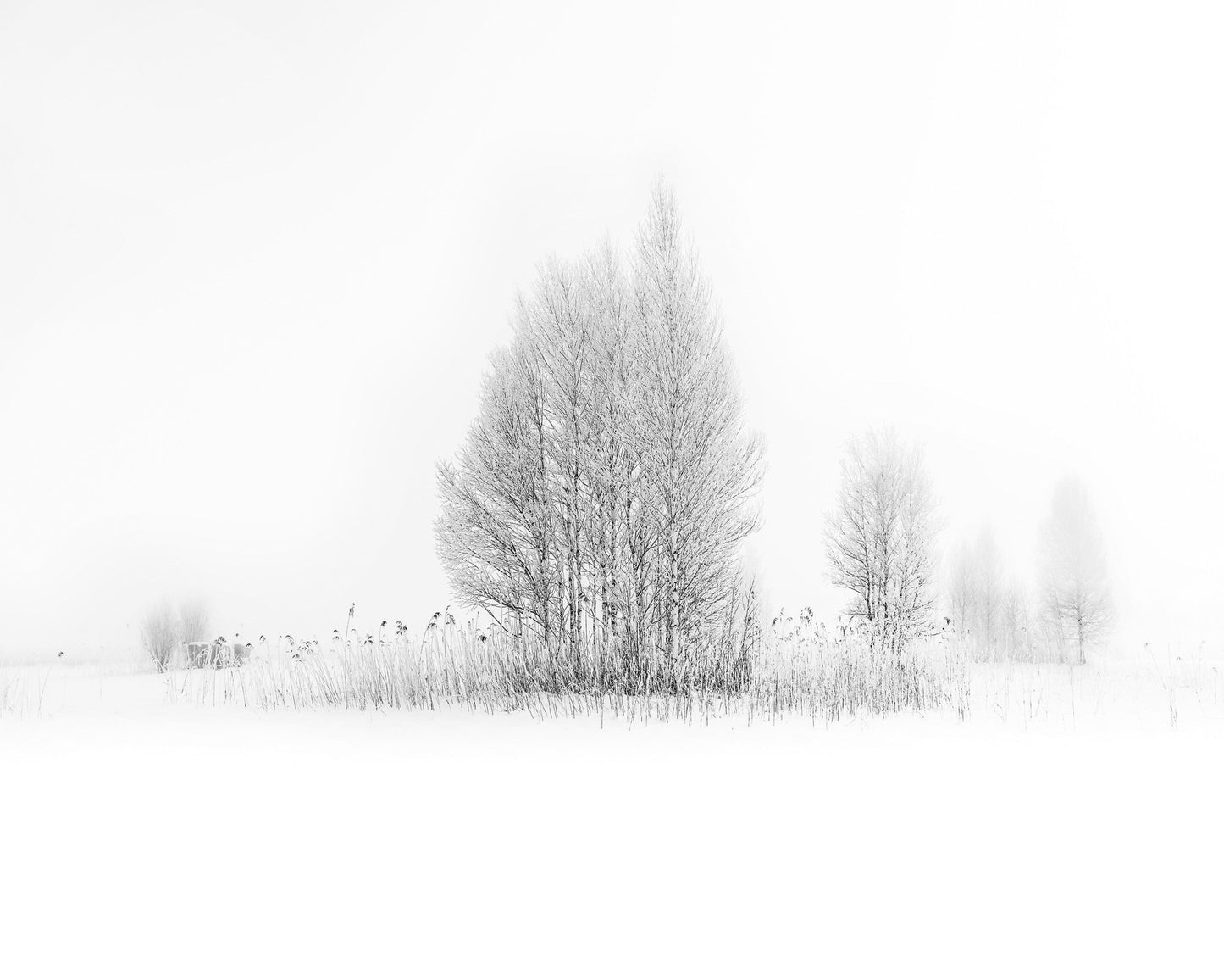 Winter Birch Silence