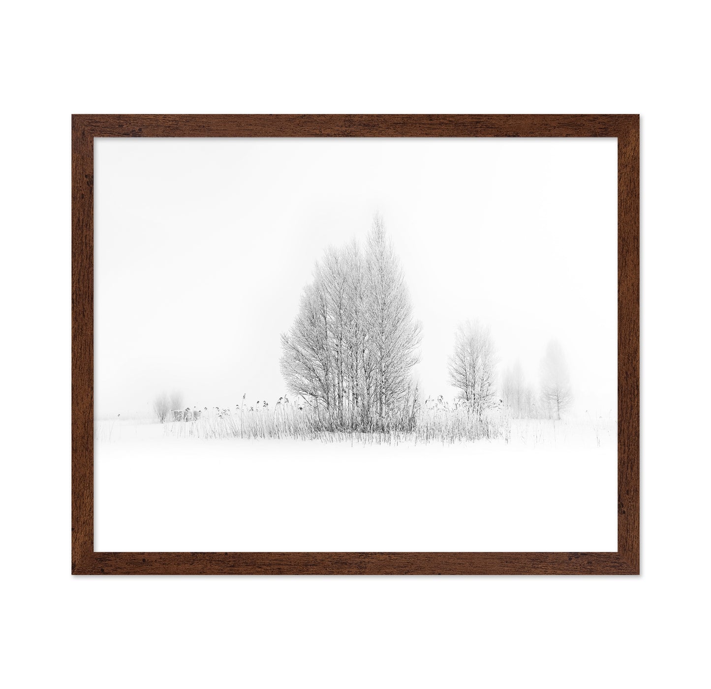 Winter Birch Silence
