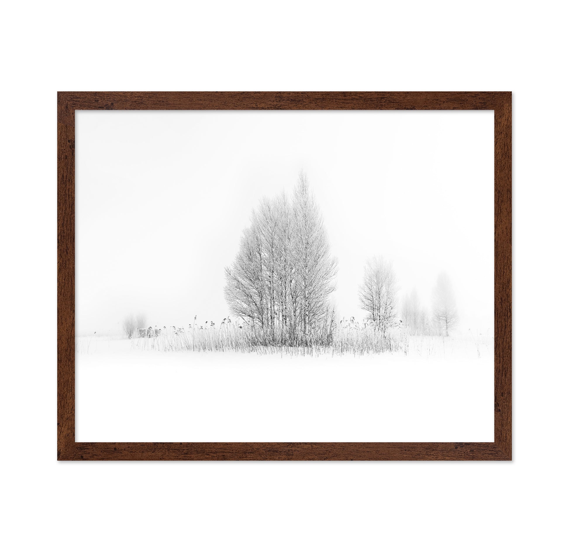 Winter Birch Silence