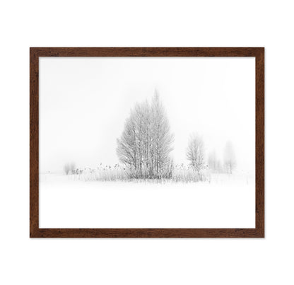 Winter Birch Silence