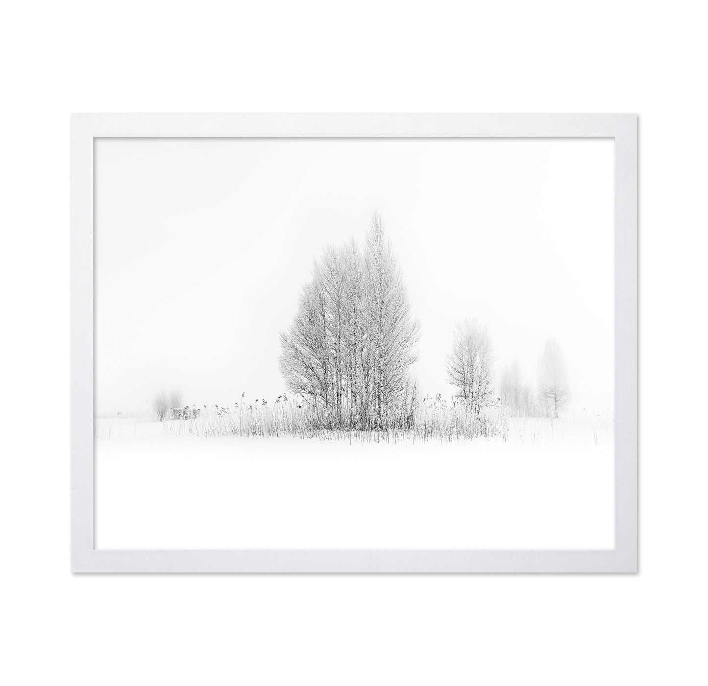 Winter Birch Silence