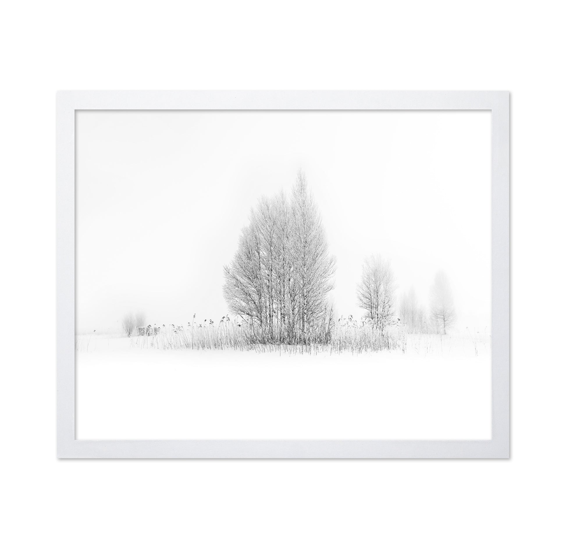 Winter Birch Silence