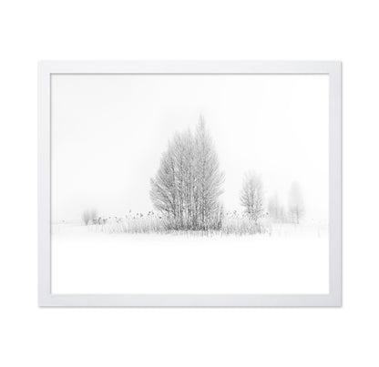 Winter Birch Silence