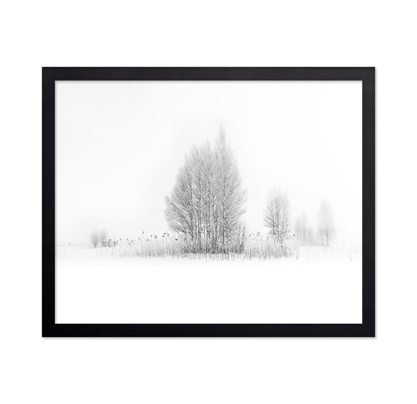 Winter Birch Silence