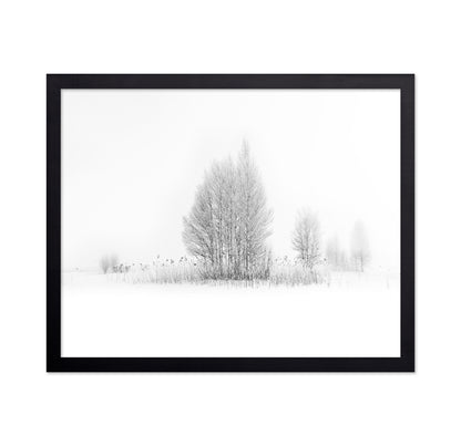 Winter Birch Silence