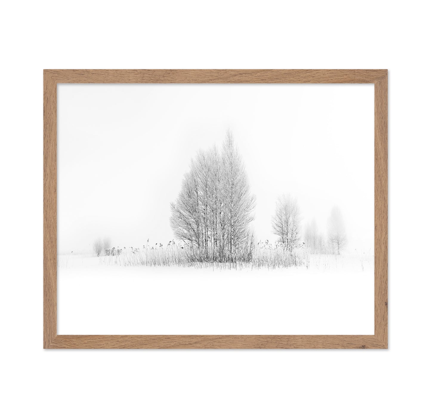 Winter Birch Silence