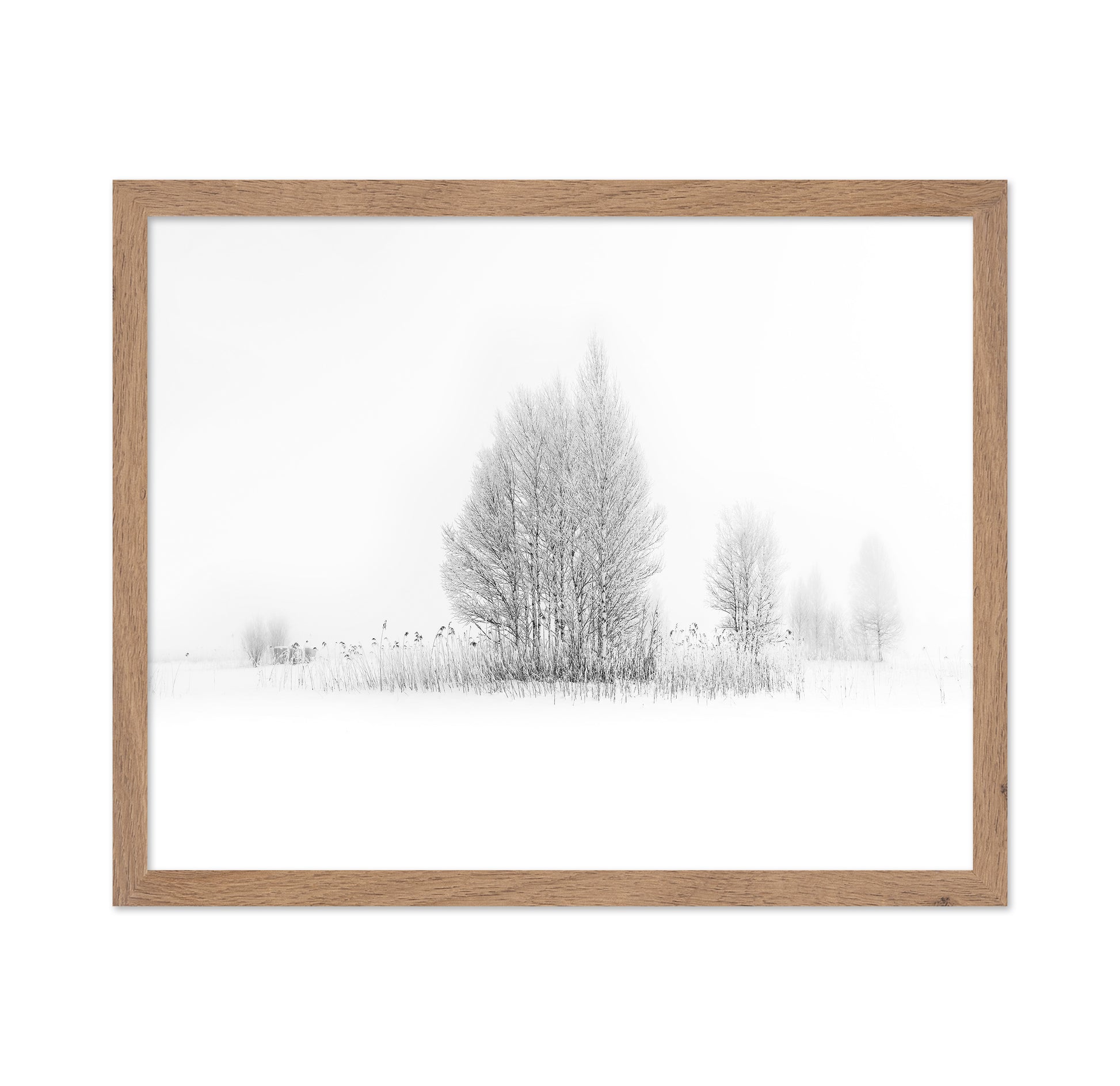 Winter Birch Silence