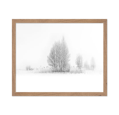 Winter Birch Silence