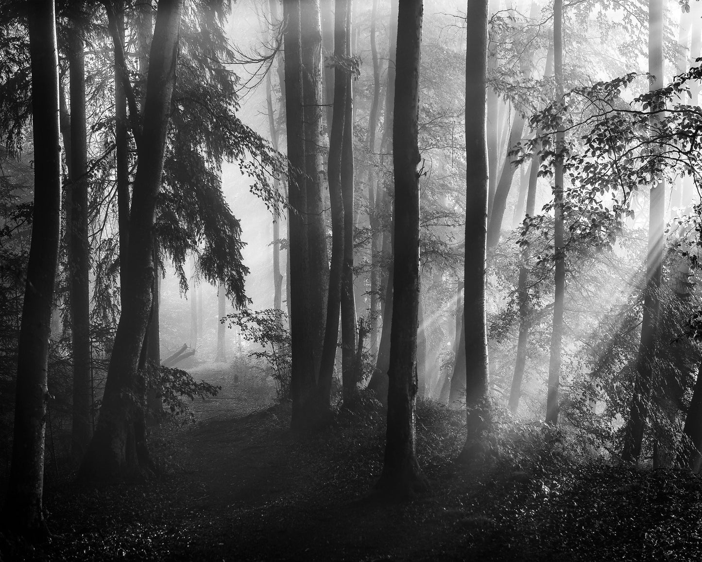 Forest Light Rays No2