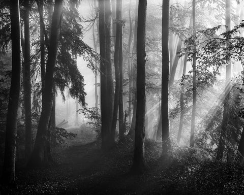 Forest Light Rays No2