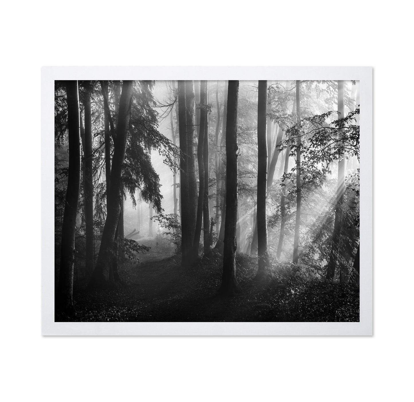 Forest Light Rays No2