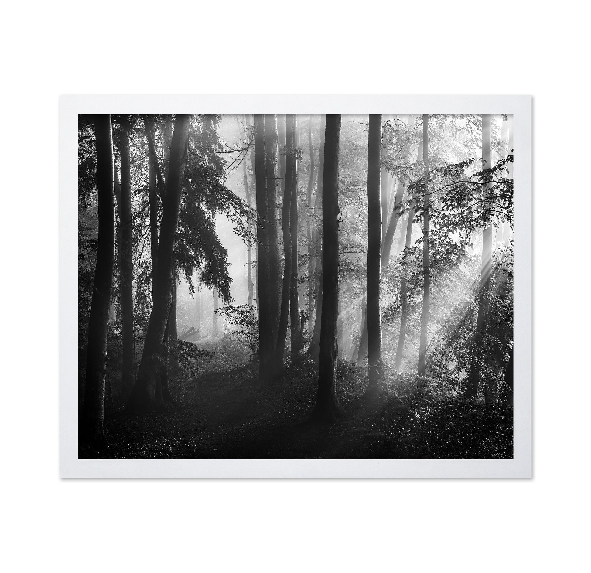 Forest Light Rays No2